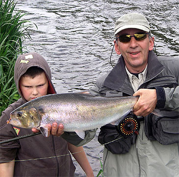 Record photograph for Alosa alosa